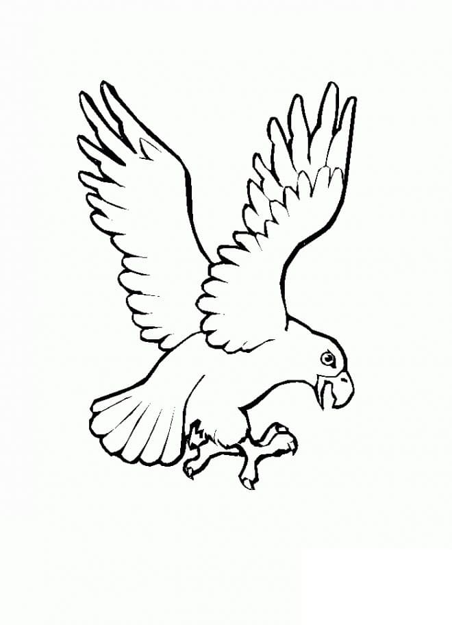 Aquila per Bimbi di 4 Anni da colorare