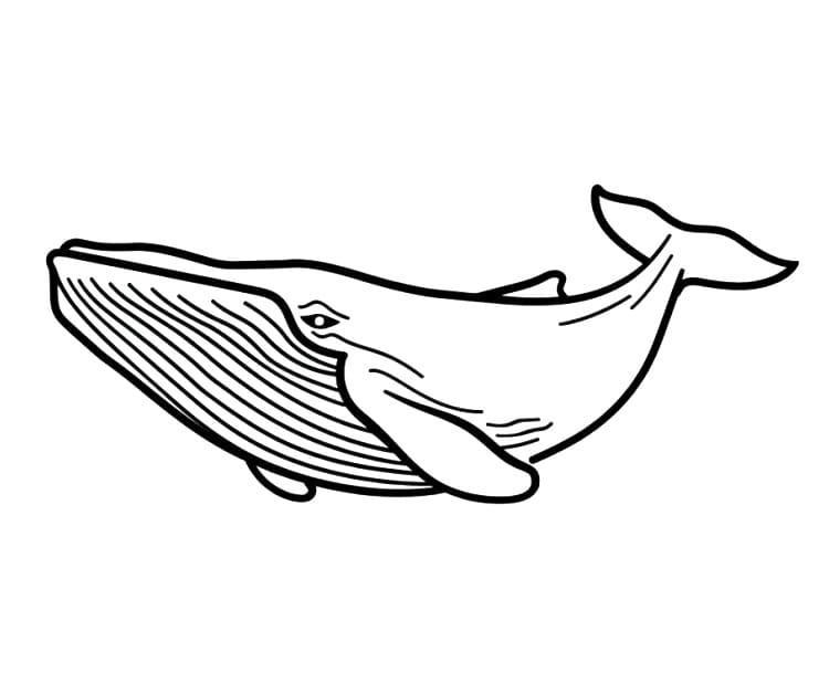 Balena Immagine Stampabile da colorare