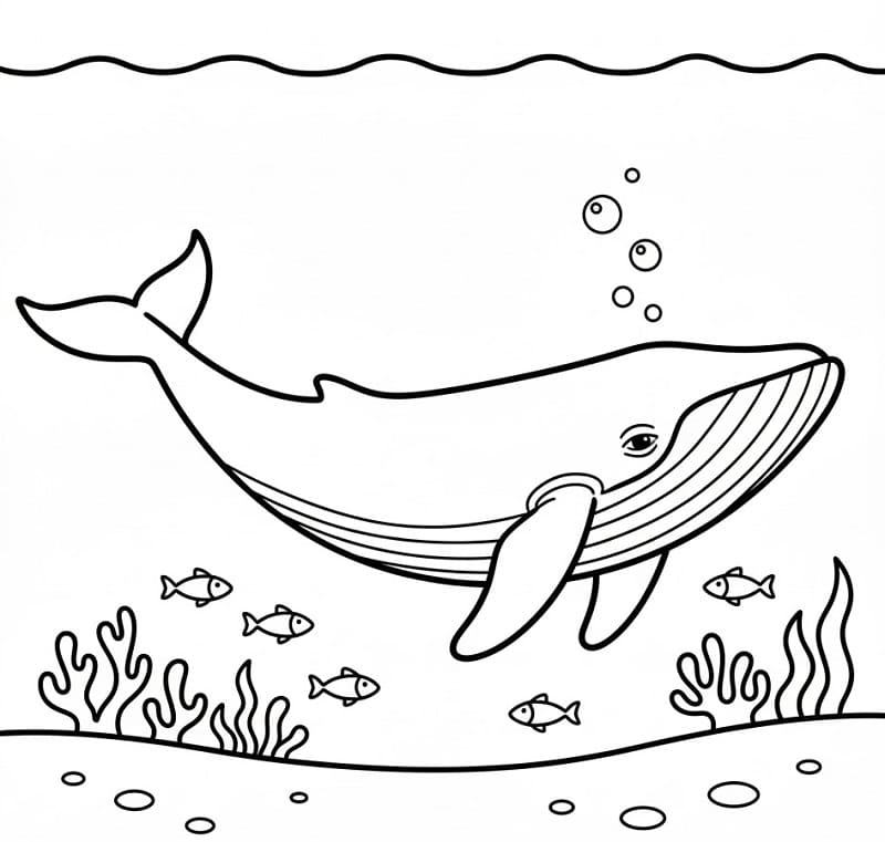 Balena Tenerissima da colorare