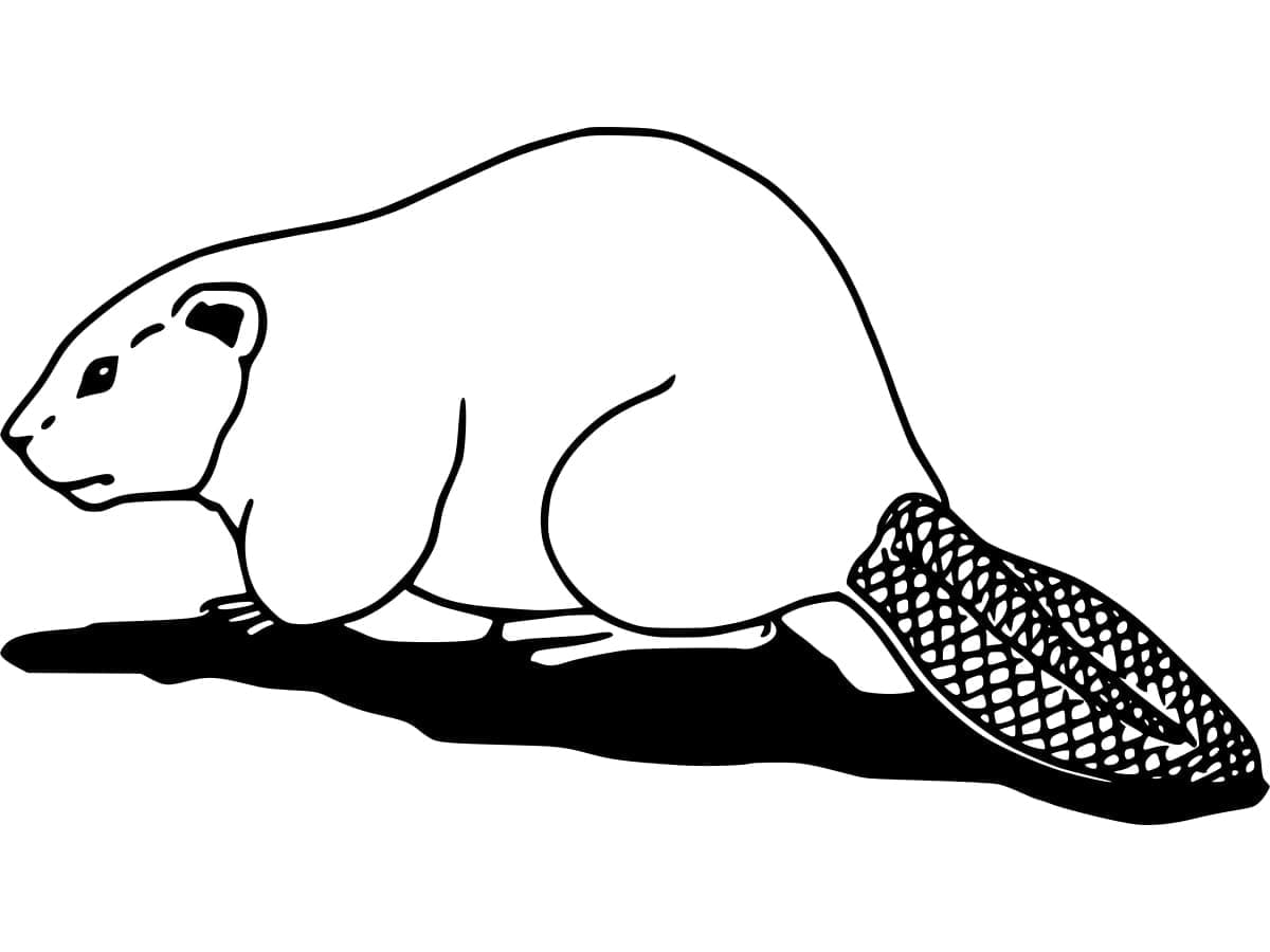 Castoro Immagine Stampabile da colorare