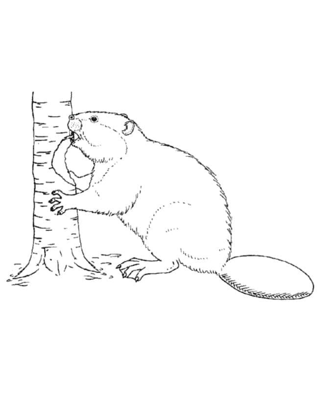 Gratis Castoro da Stampare da colorare