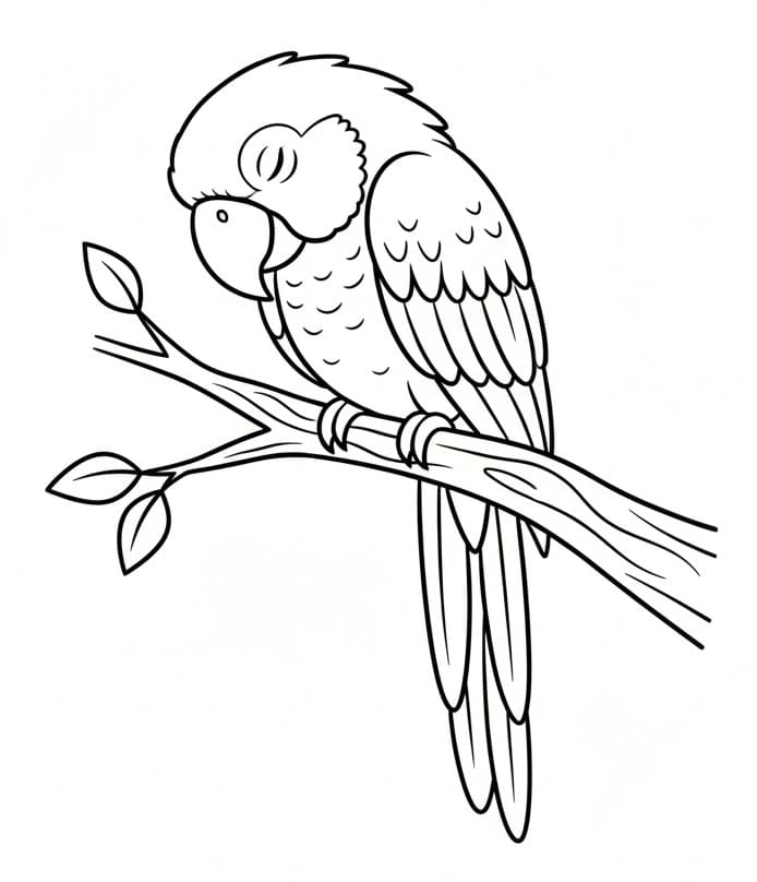 Pappagallo Uccello da colorare