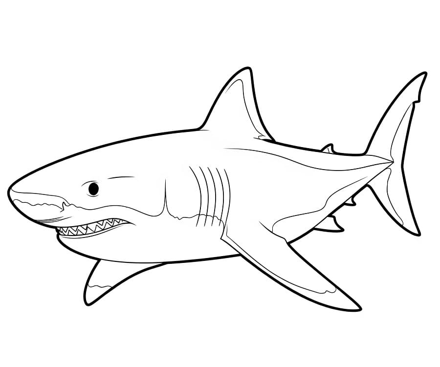 Squalo (6) da colorare