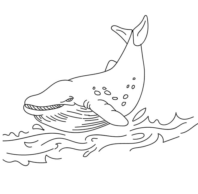 Stampabile Gratis Balena da colorare