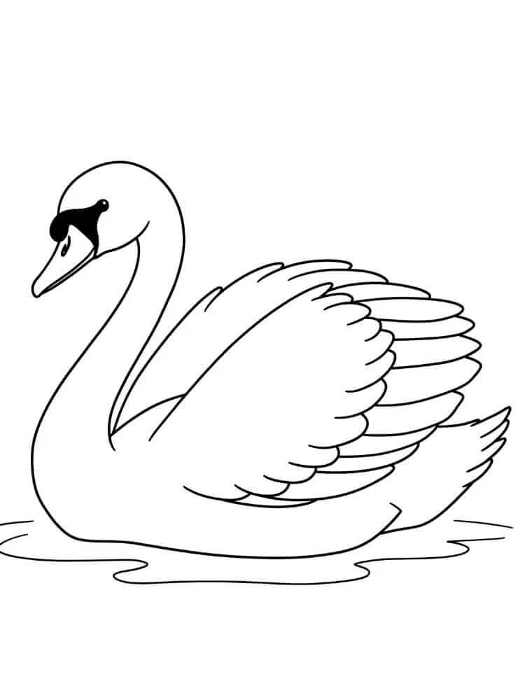 Cigno Animato da colorare