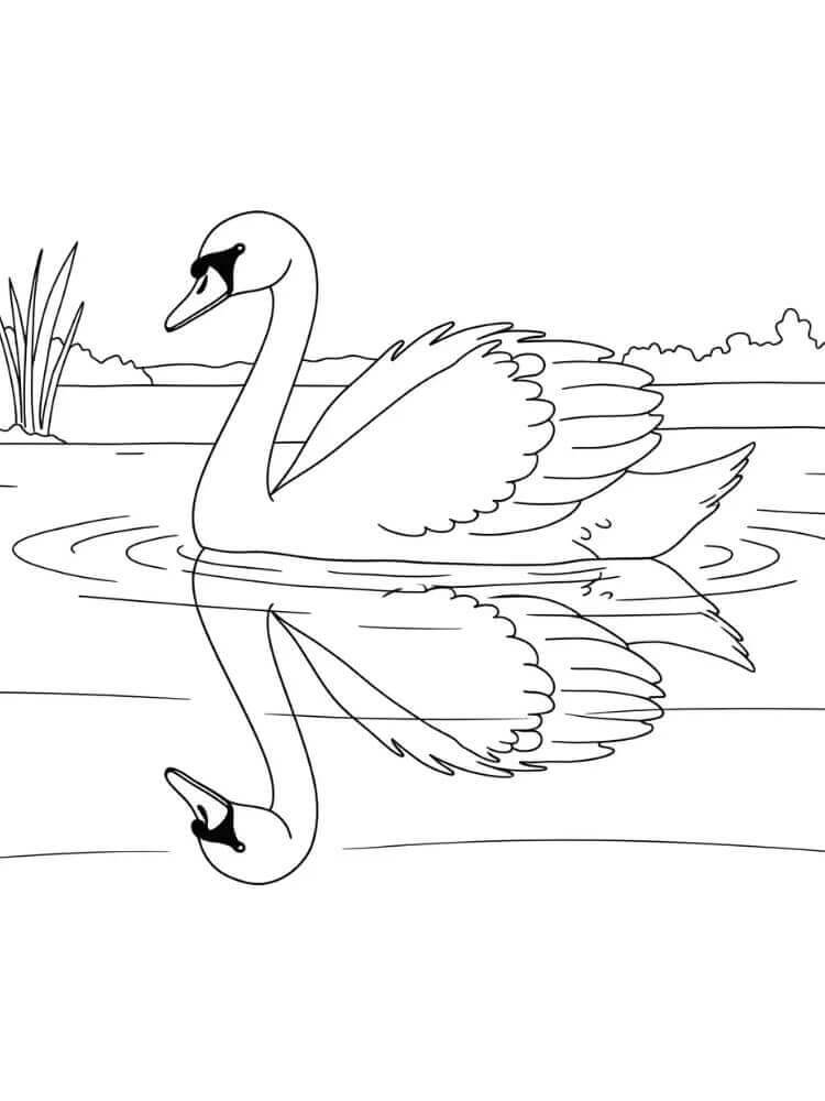 Cigno Gratis Stampabile da colorare