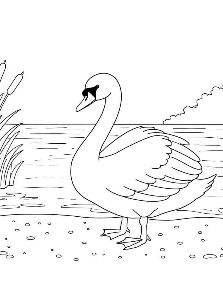Cigno per Bimbi di 3 Anni da colorare