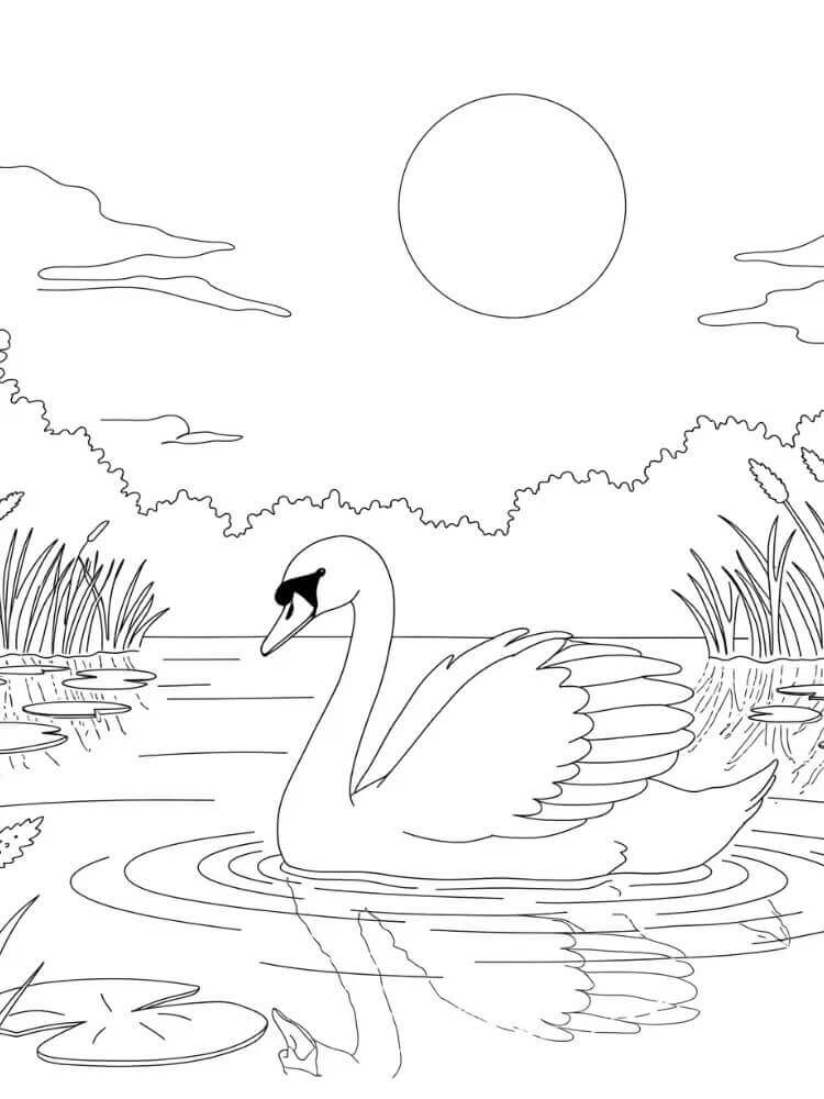 Cigno per Bimbi di 4 Anni da colorare