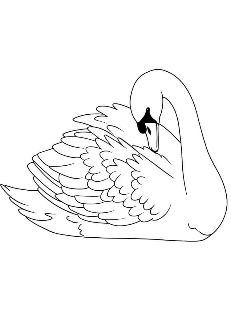 Cigno per Bimbi di 5 Anni da colorare