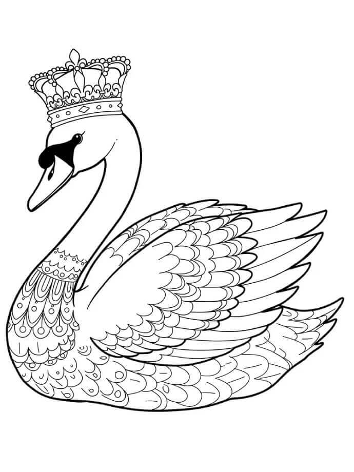 Cigno per Bimbi di 6 Anni da colorare