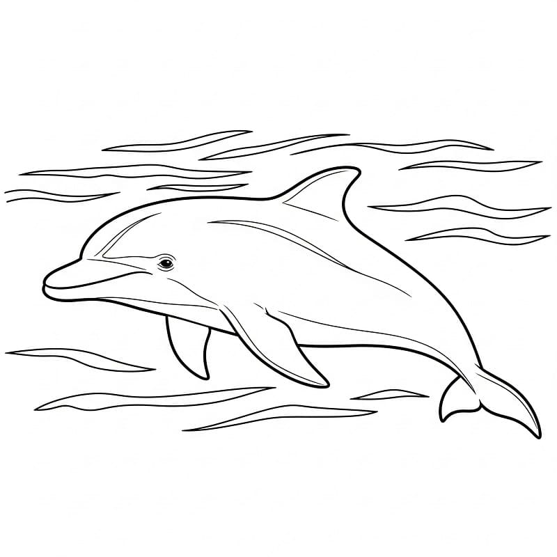 Delfino Amichevole da colorare