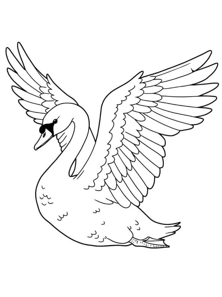 Gratis Cigno da Stampare da colorare