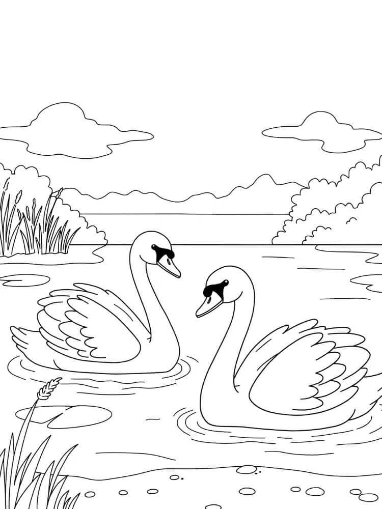 Gratis Cigno per Bimbi da colorare