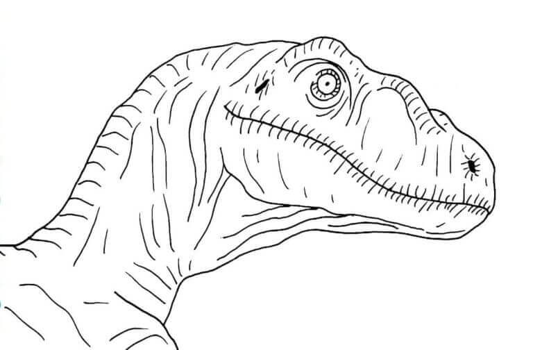 Immagine Velociraptor da colorare