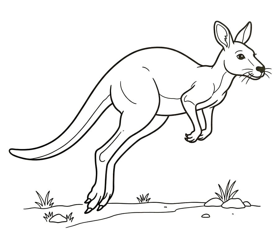 Canguro Facile da colorare