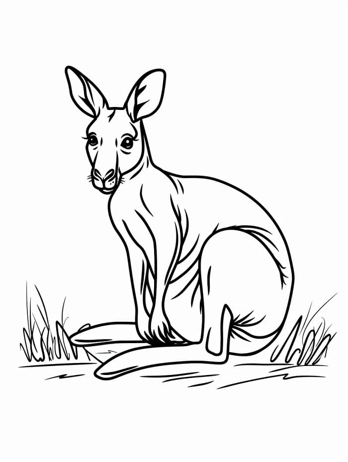Canguro Gratuito da colorare