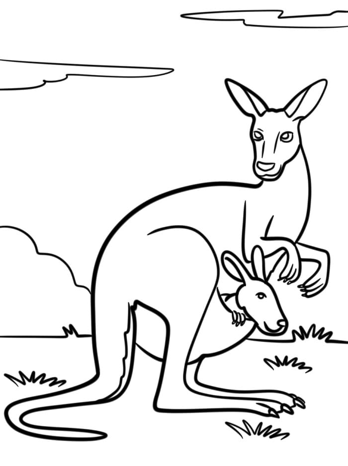 Canguro Stampabile da colorare
