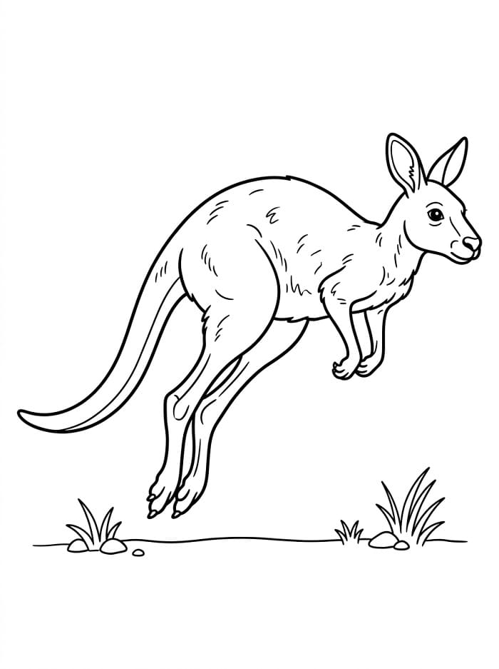 Canguro Tenerissimo da colorare