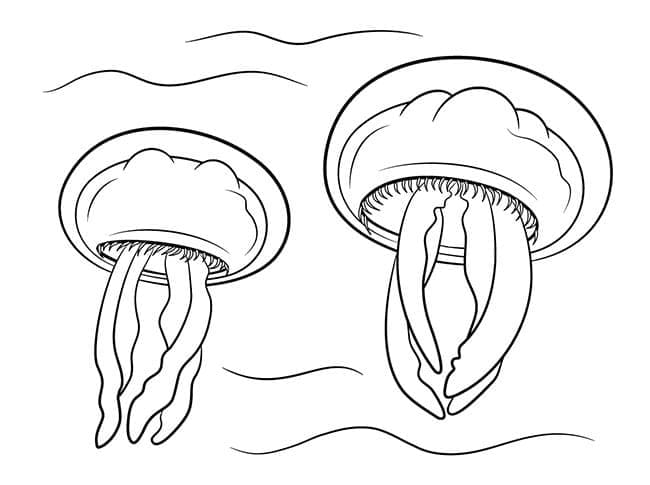 Gratis Immagine Medusa da colorare