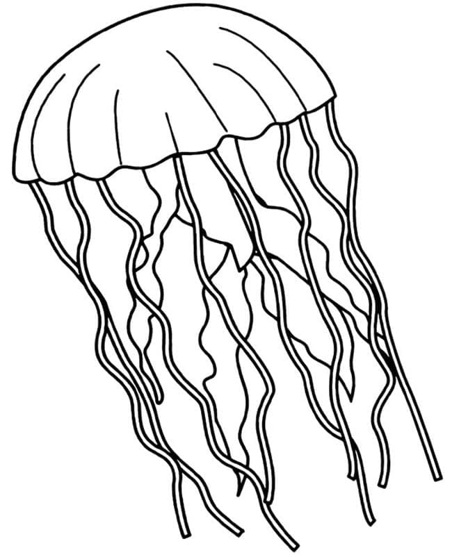 Immagine Medusa da colorare