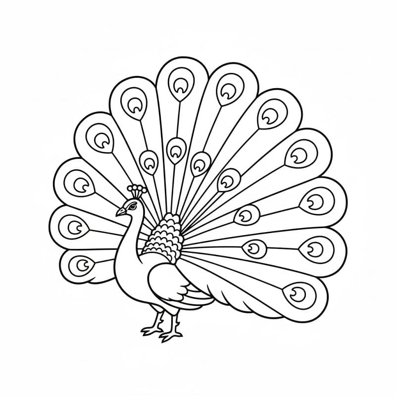 Pavone da imprimere da colorare