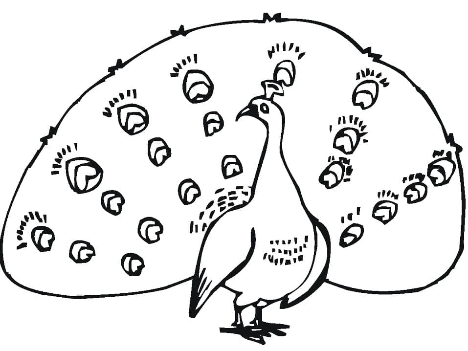 Pavone per bambini di 1 anno da colorare