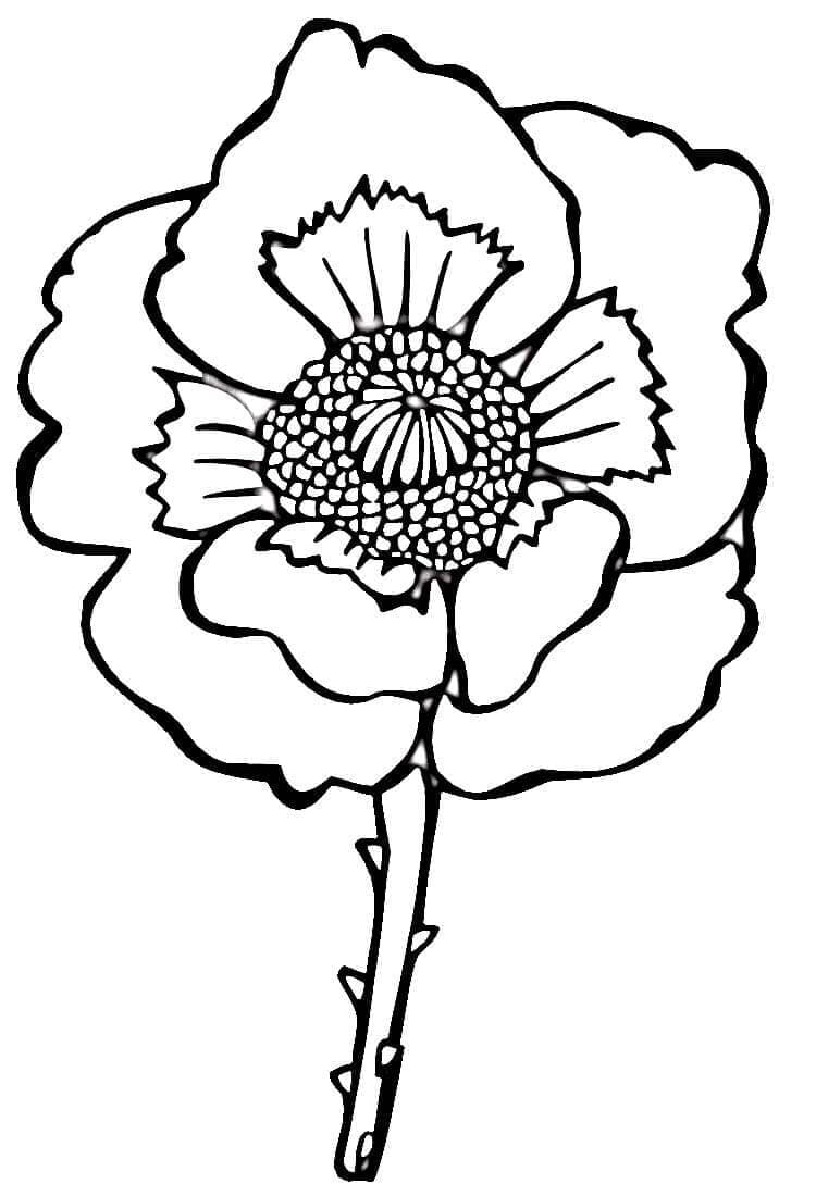 Bel fiore di papavero da colorare