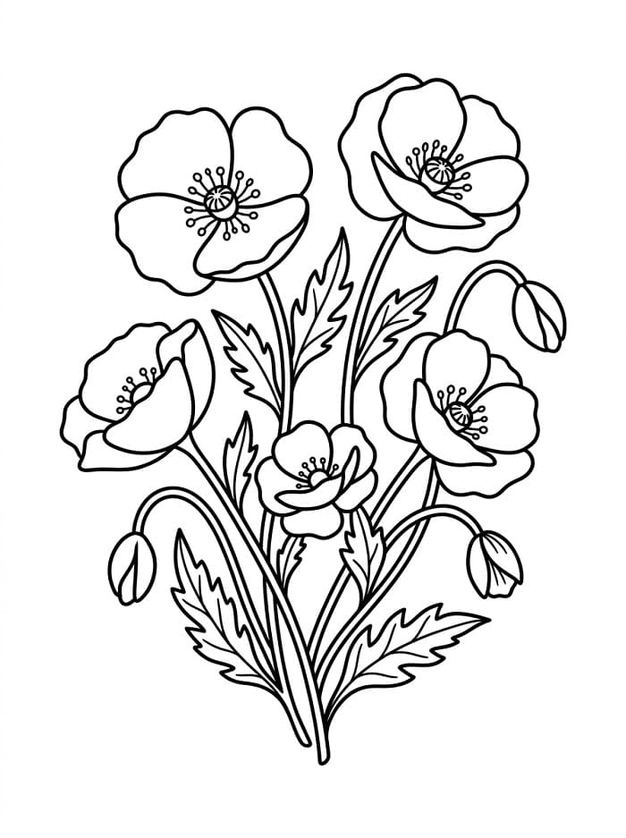 Bellissimi papaveri da colorare