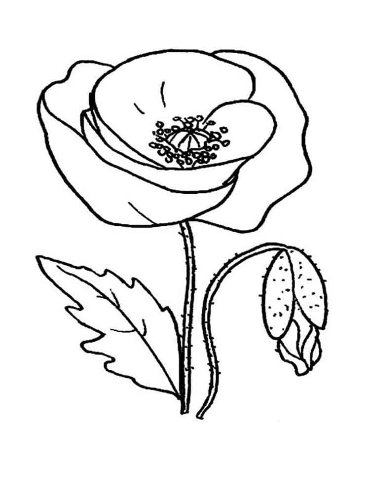 Bellissimo fiore di papavero da colorare