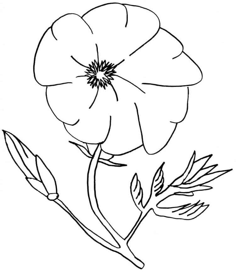 Dei fiori di papavero da colorare