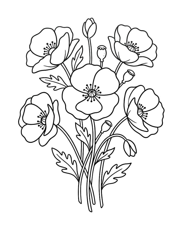 Fiori di papavero da colorare
