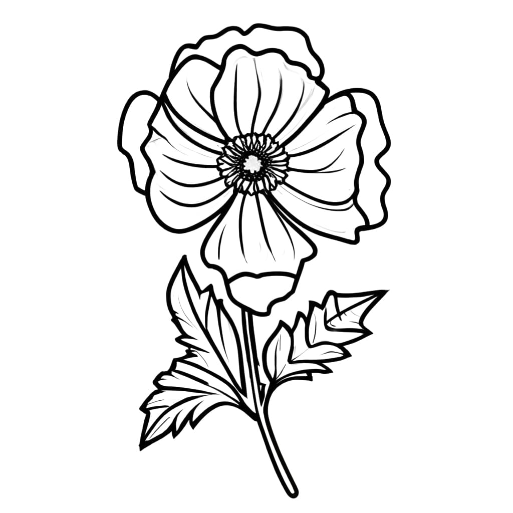 Papavero gratuito da colorare