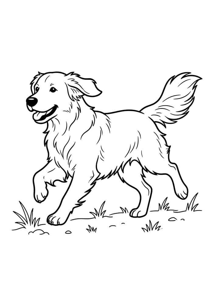 Golden Retriever Amichevole da colorare