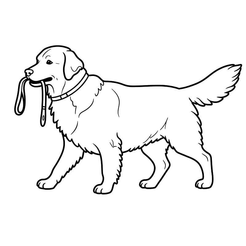 Golden Retriever per Bimbi di 4 Anni da colorare