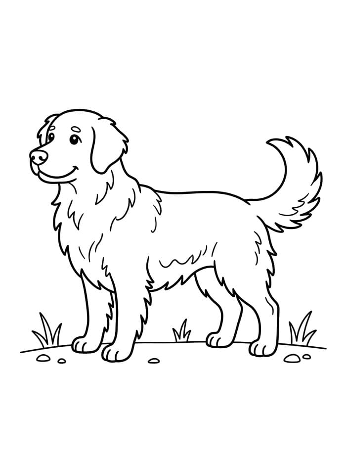 Golden Retriever per Bimbi da colorare