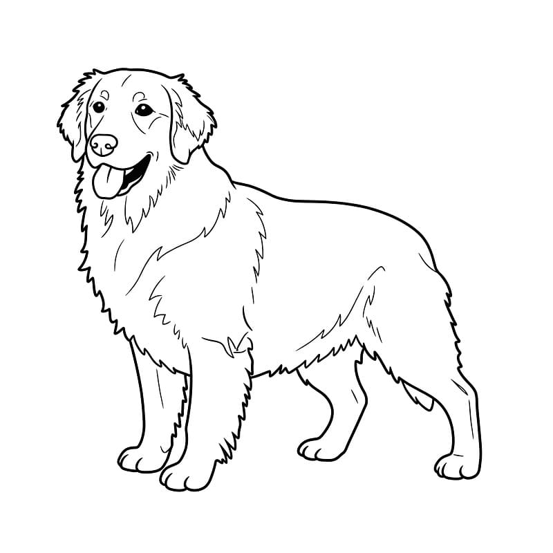 Gratis Golden Retriever Stampabile da colorare