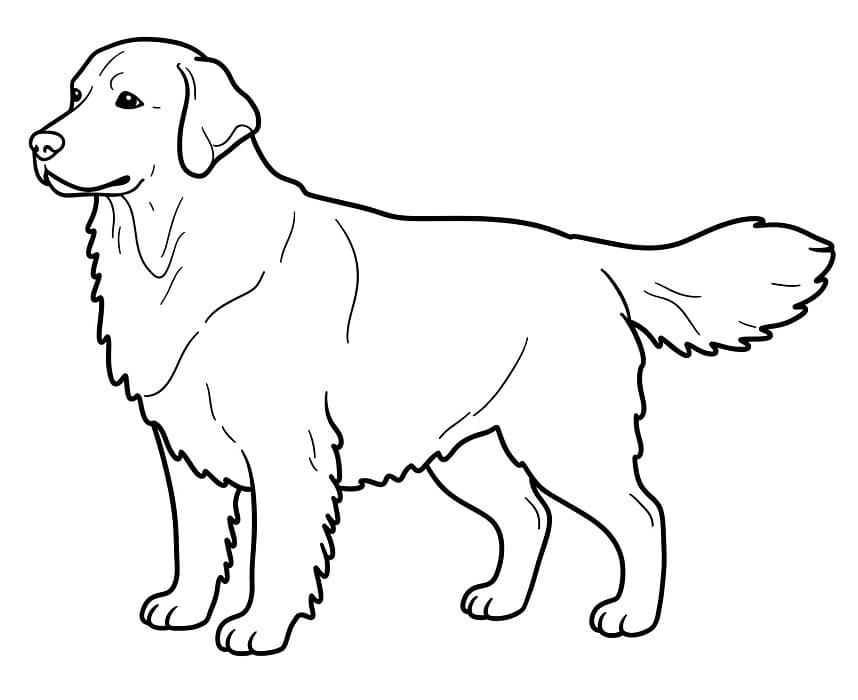Gratis Golden Retriever per Bimbi da colorare