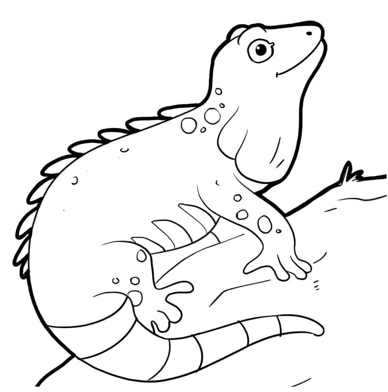 Gratis Iguana Stampabile da colorare
