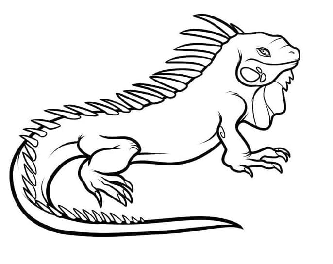 Gratis Iguana per Bimbi da colorare