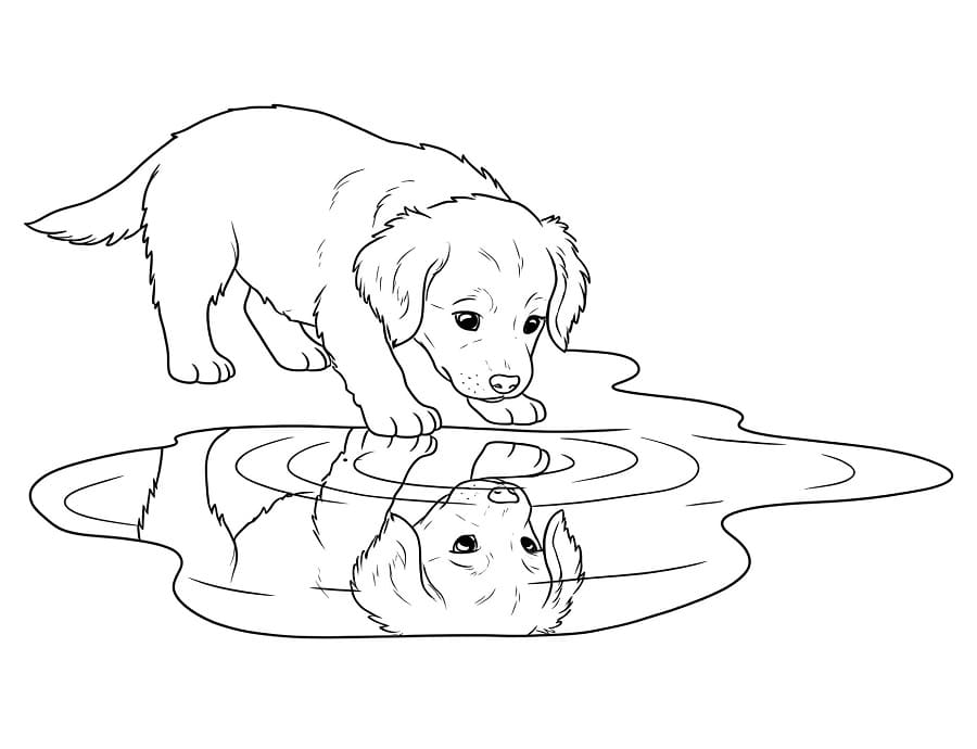 Gratis Immagine Golden Retriever da colorare
