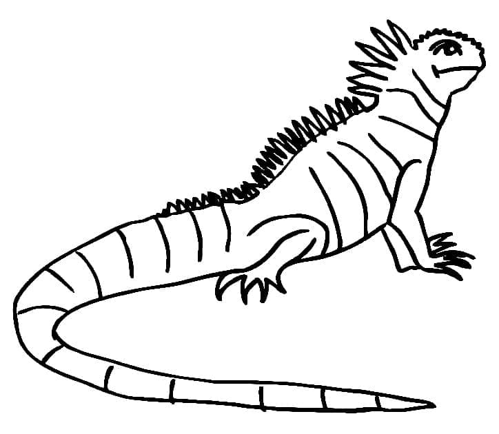 Iguana Stampabile da colorare