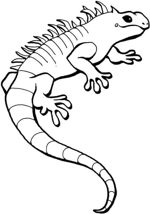 Iguana per Bimbi da colorare