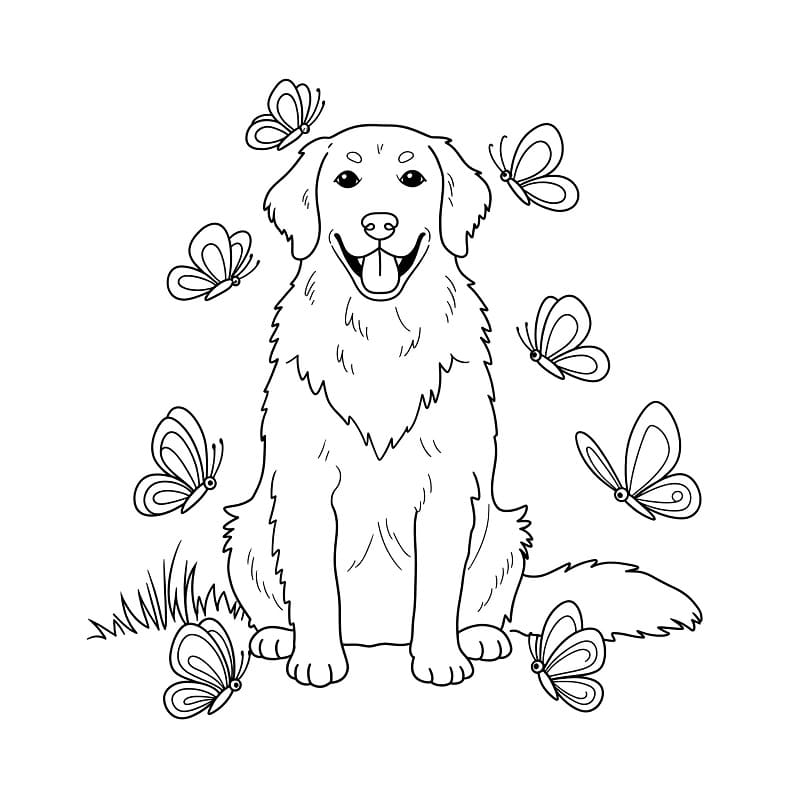 Immagine Stampabile Golden Retriever da colorare