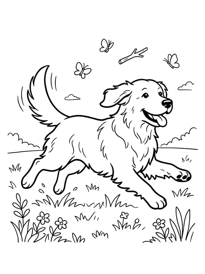 Stampa Golden Retriever da colorare