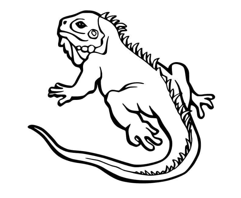 Stampabile Gratis Iguana da colorare