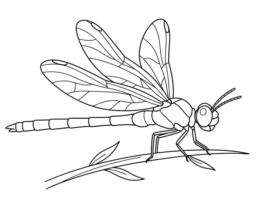 Libellula Piacevole da colorare