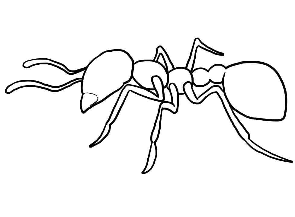 Stampabile Formica Omaggio da colorare