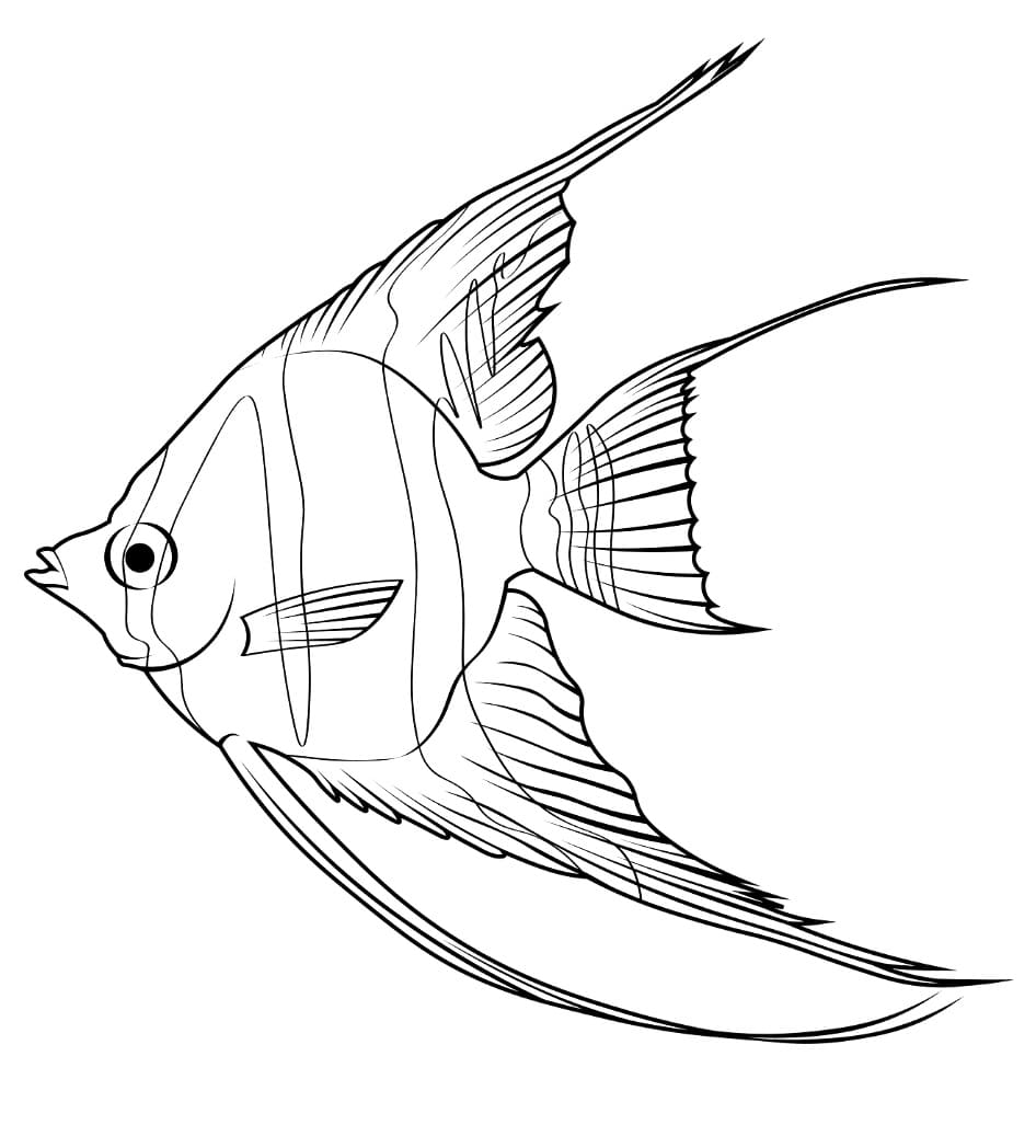 Pesce Angelo Stampabile per Bambini da colorare